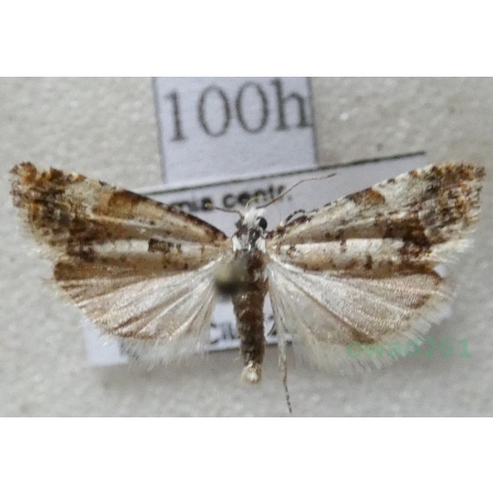 Eucosma campoliliana (Denis & Schiffermüller, 1775) Czech100h